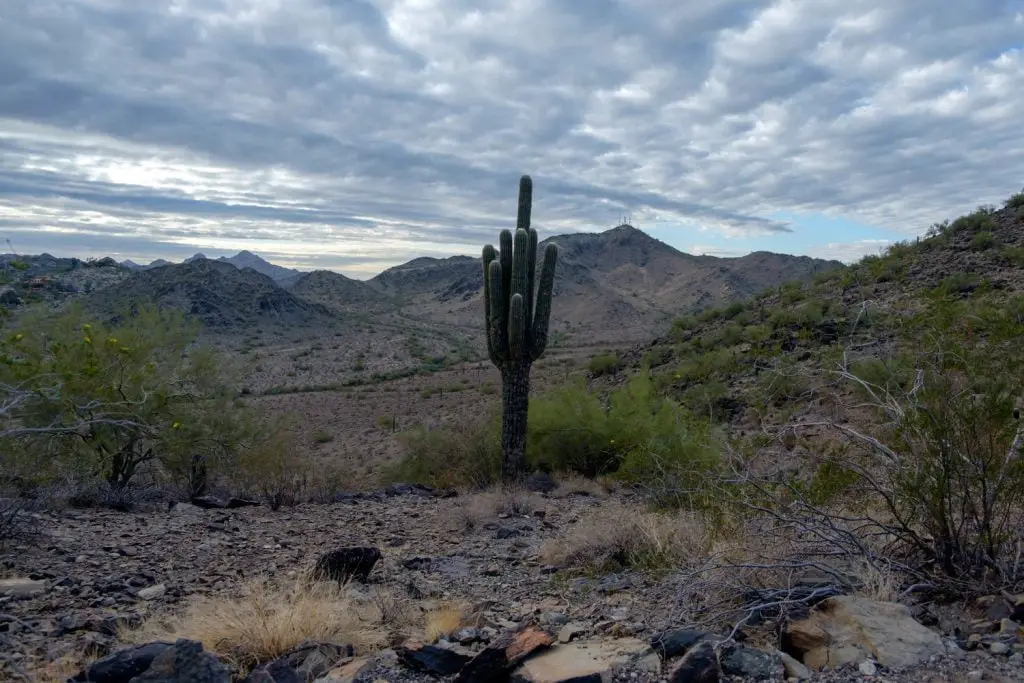 Shaw Butte Lone Cactus - <a href="http://www.arizonahikersguide.com/all-hikes/hike-shaw-butte-trail-phoenix">Photo Source</a>
