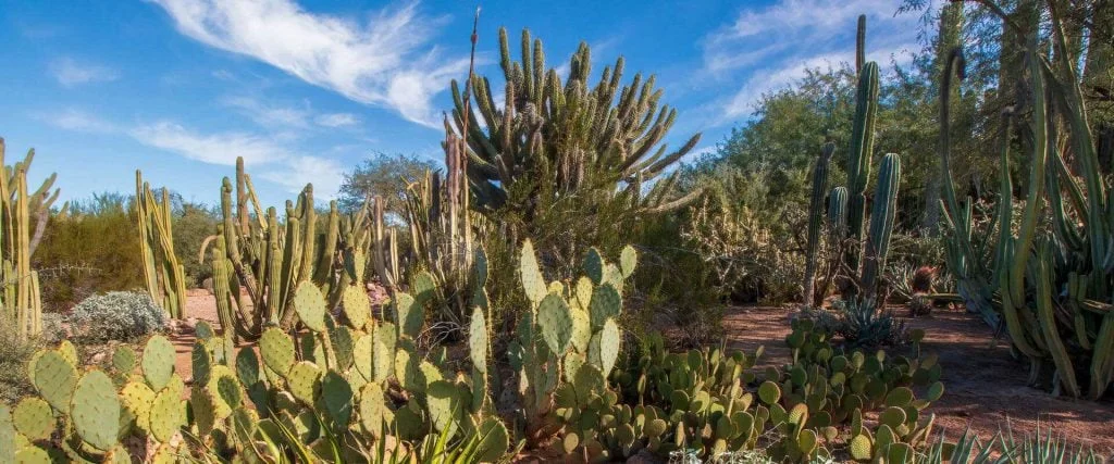 Desert Botanical Garden - <a href="https://dbg.org/">Photo Source</a>