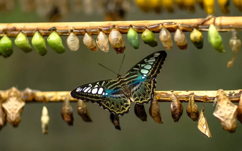 Butterfly Transformation - <a href="https://unsplash.com/photos/hteXWSF9jA4?utm_source=unsplash&utm_medium=referral&utm_content=creditShareLink/">Photo Source</a>
