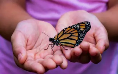 See Butterflies Up Close and Personal at the Butterfly Wonderland of Phoenix