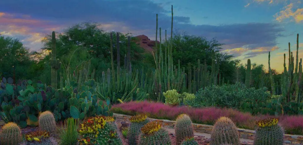 The Desert Botanical Garden <a href="https://dbg.org/">Photo Source</a>