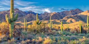 5 Places to See Saguaro Cactuses in Phoenix for the Perfect Selfie