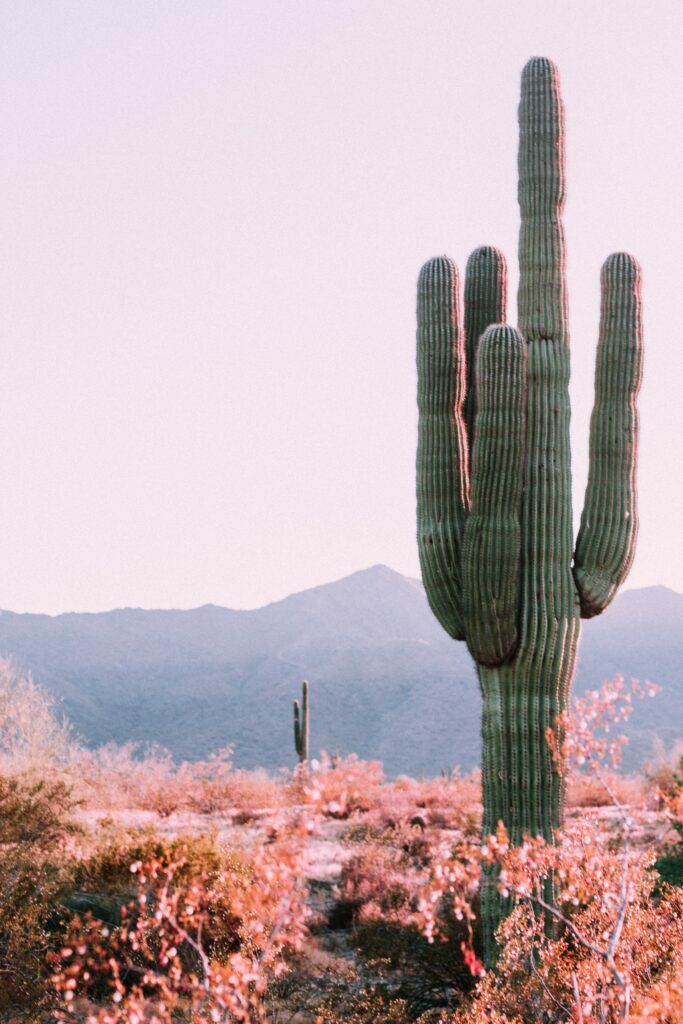 The Saguaro Cactus: A Must-see Arizona Icon <a href="https://unsplash.com/photos/AeqlmVWtzFA?utm_source=unsplash&utm_medium=referral&utm_content=creditShareLink/">Photo Source</a>