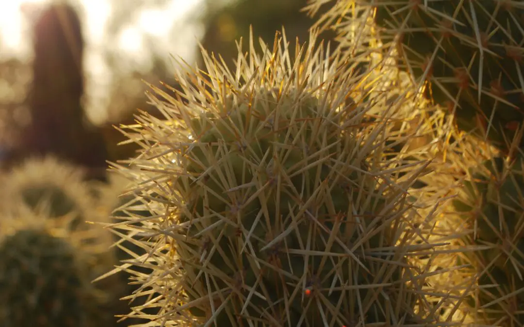 Exploring the Wonders of the Desert Botanical Garden Phoenix