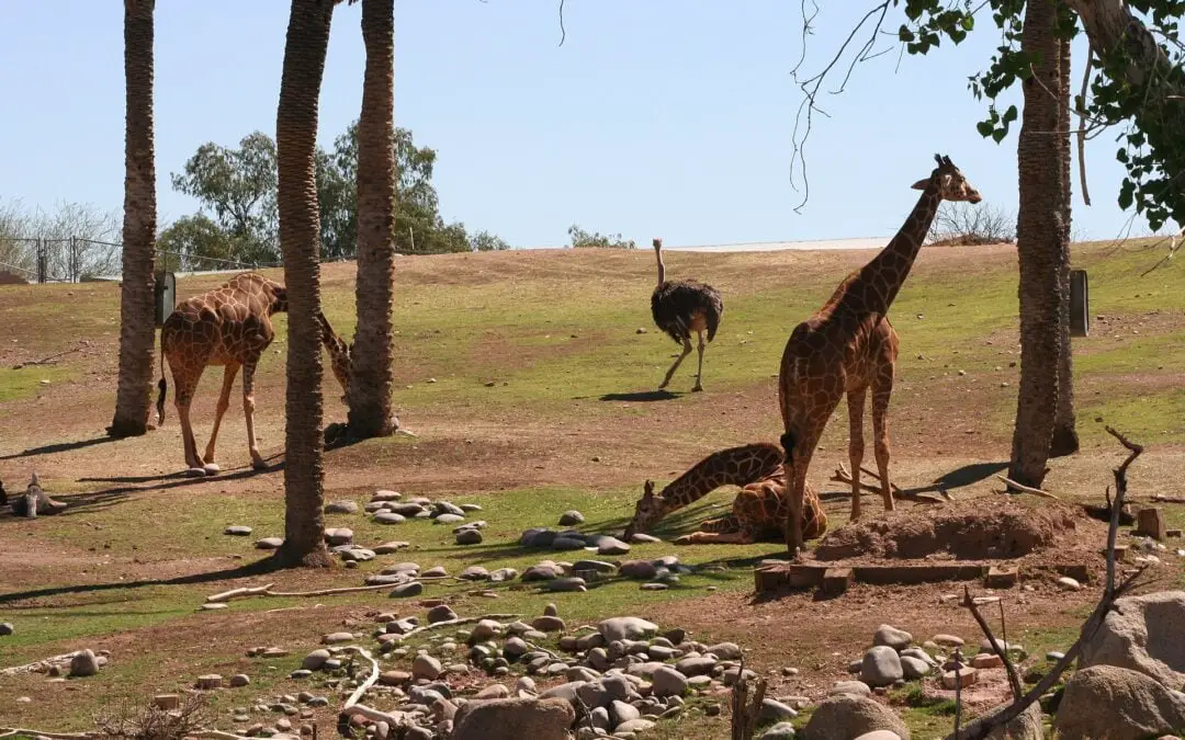 Roaming with Wildlife: Discovering the Marvels of the Phoenix Zoo