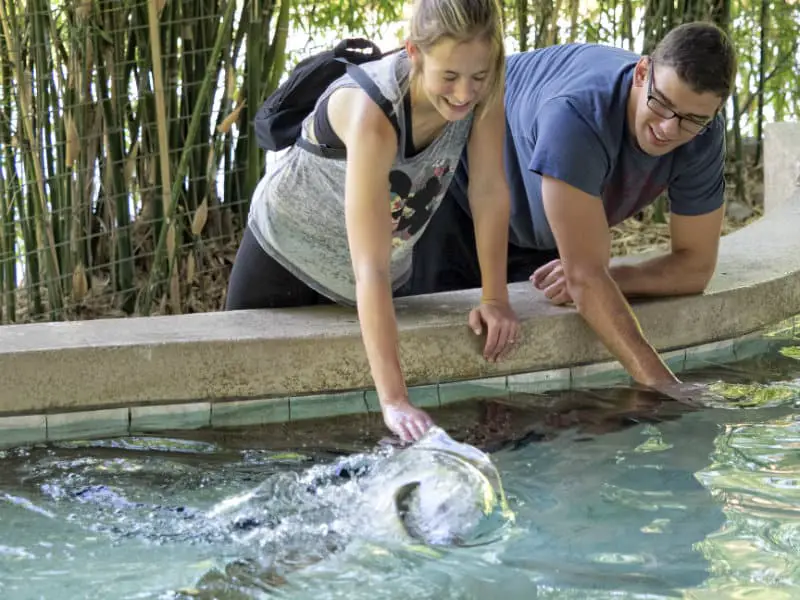 Roaming with Wildlife: Discovering the Marvels of the Phoenix Zoo - Stingray Bay Fun for Families at the Phoenix Zoo - <a href="https://www.phoenixzoo.org/visit/stingray-bay/">Photo Source</a>
